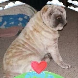 Meet your Posher, Helen